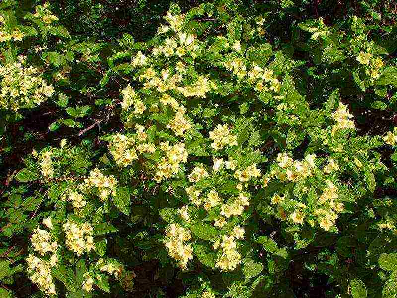 weigela planting and care in the open field in the suburbs