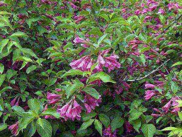 زراعة Weigela والعناية في الحقول المفتوحة في سيبيريا