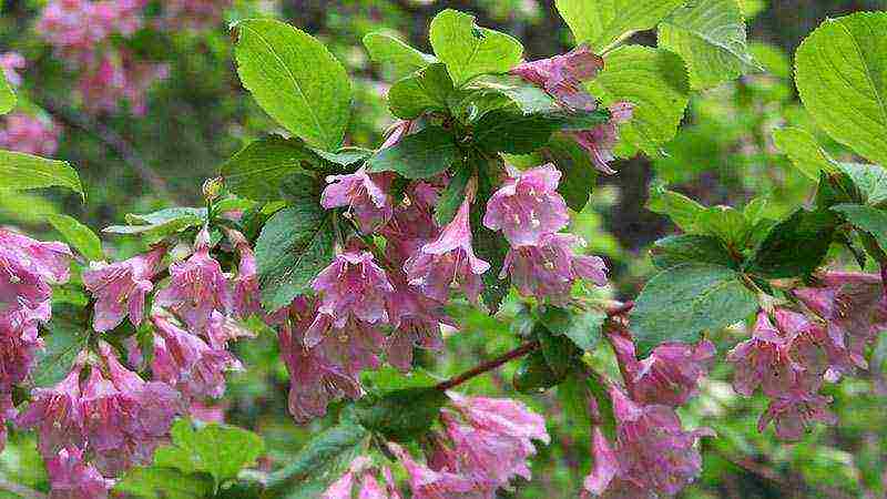 pagtatanim ng weigela at pangangalaga sa bukas na bukid sa siberia