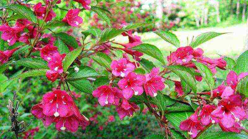 pagtatanim ng weigela at pangangalaga sa bukas na bukid sa siberia