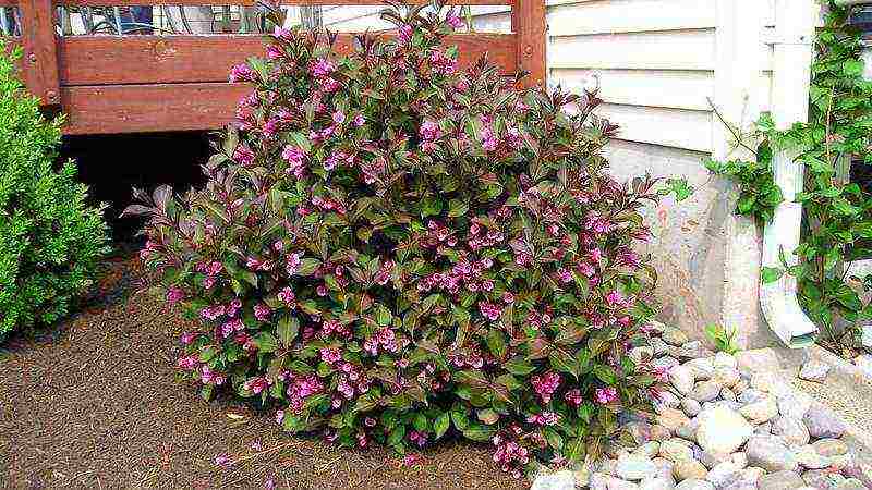 pagtatanim ng weigela at pangangalaga sa bukas na bukid sa siberia