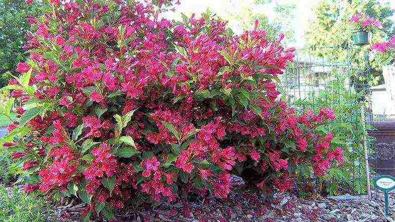 weigela planting and care in the open field in siberia