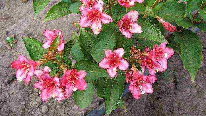 weigela planting and care in the open field in siberia