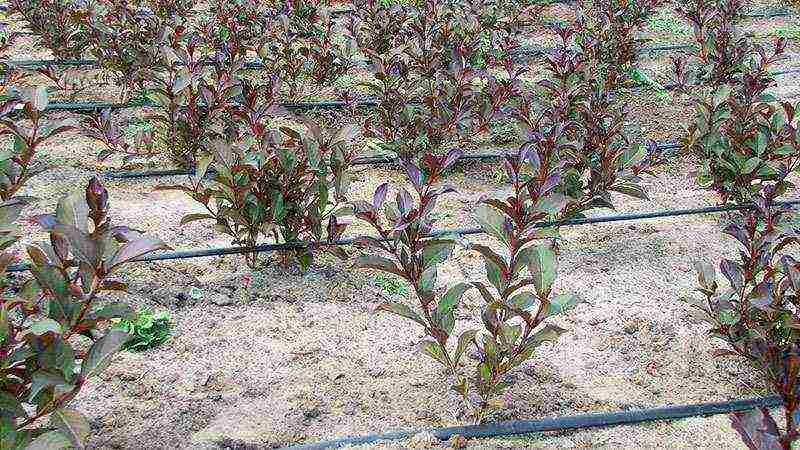 weigela planting and care in the open field in siberia