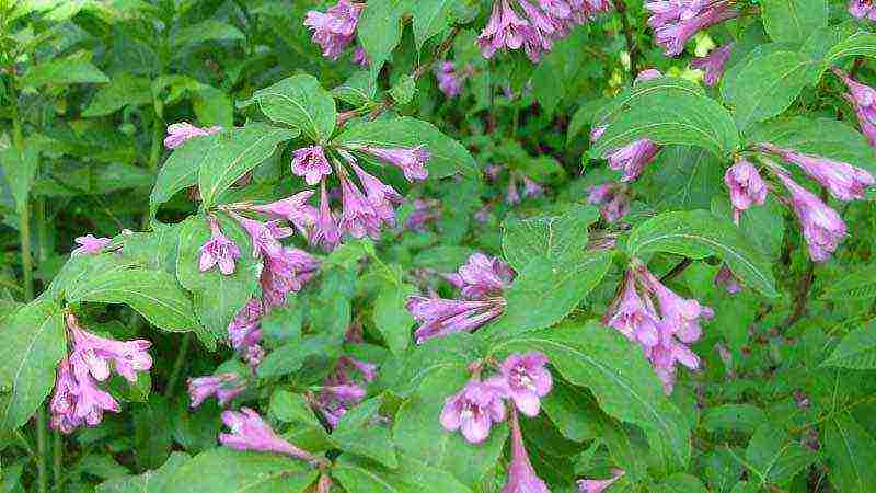 pagtatanim ng weigela at pangangalaga sa bukas na bukid sa siberia