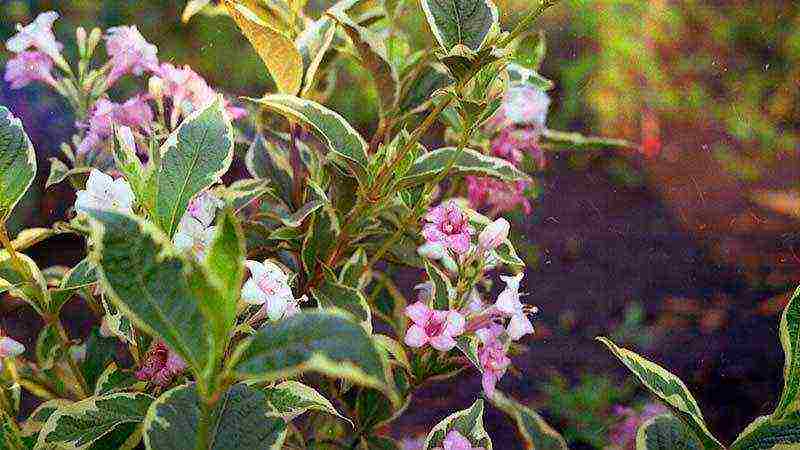 زراعة Weigela والعناية في الحقول المفتوحة في سيبيريا