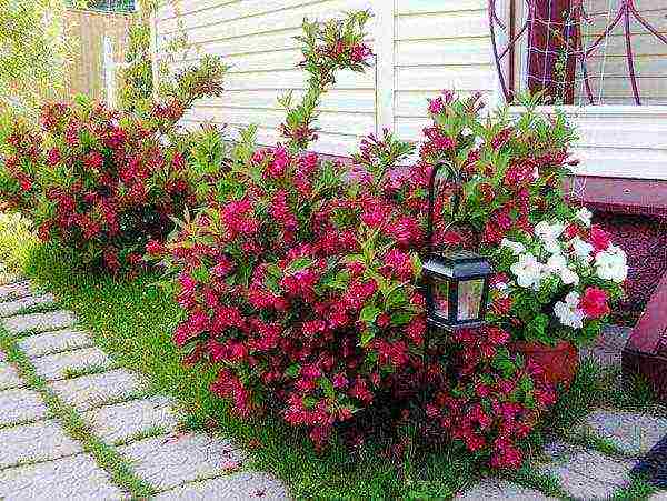 pagtatanim ng weigela at pangangalaga sa bukas na bukid sa siberia