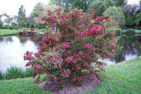 زراعة Weigela والعناية في الحقول المفتوحة في سيبيريا