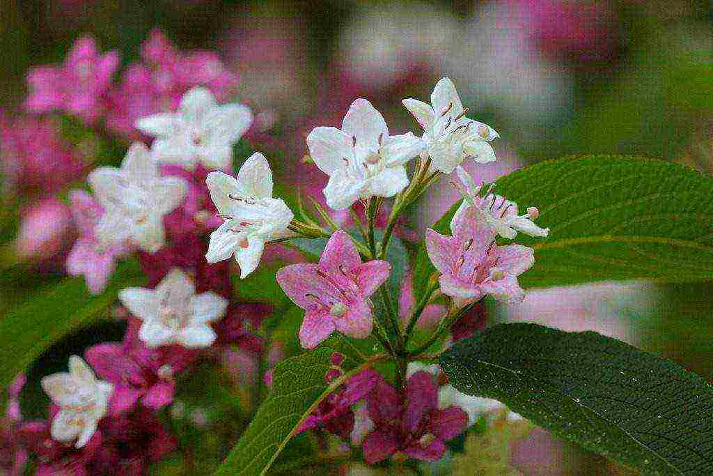 pagtatanim ng weigela at pangangalaga sa bukas na bukid sa siberia