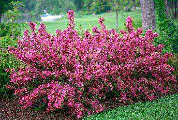 weigela pulang prinsipe na nagtatanim at nagmamalasakit sa bukas na bukid