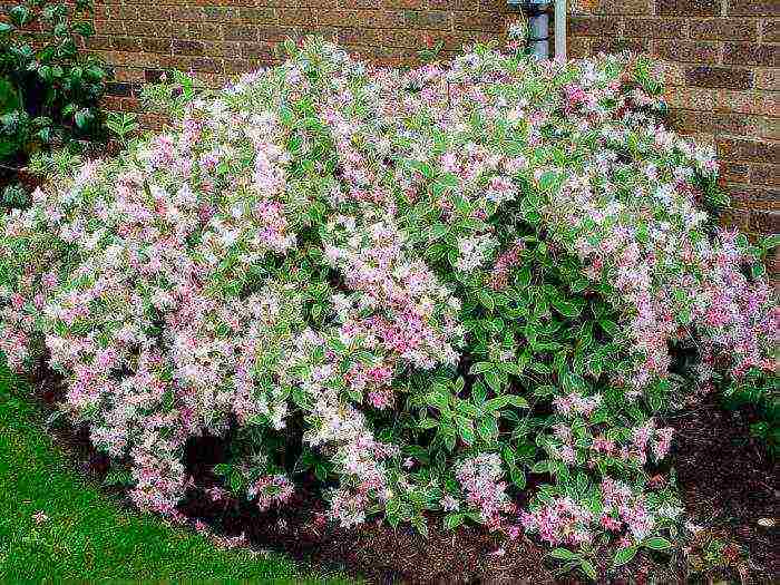 weigela red prince planting and care in the open field