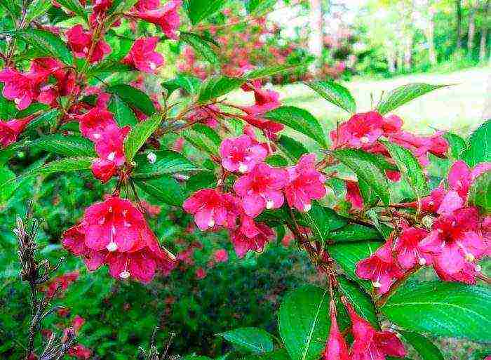 weigela red prince planting and care in the open field