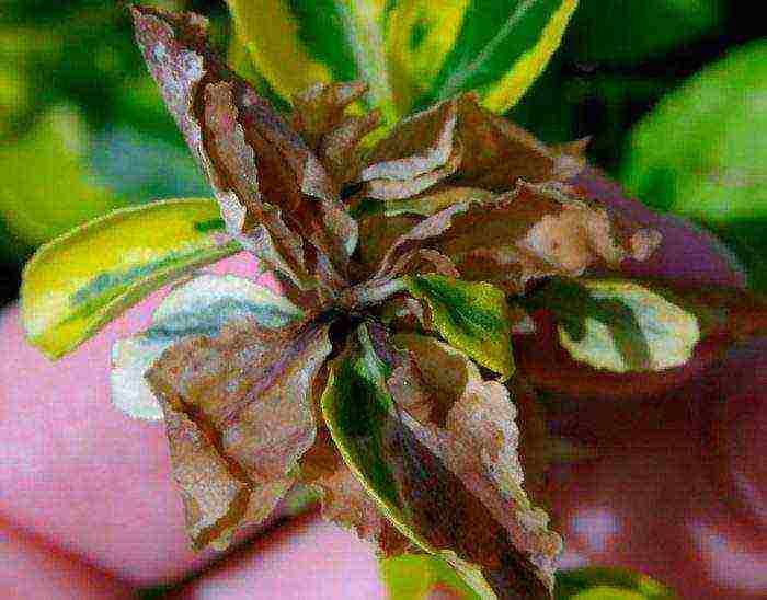 weigela red prince planting and care in the open field