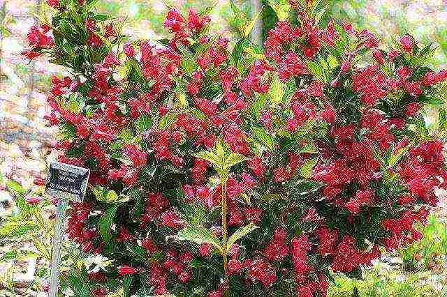 weigela red prince planting and care in the open field