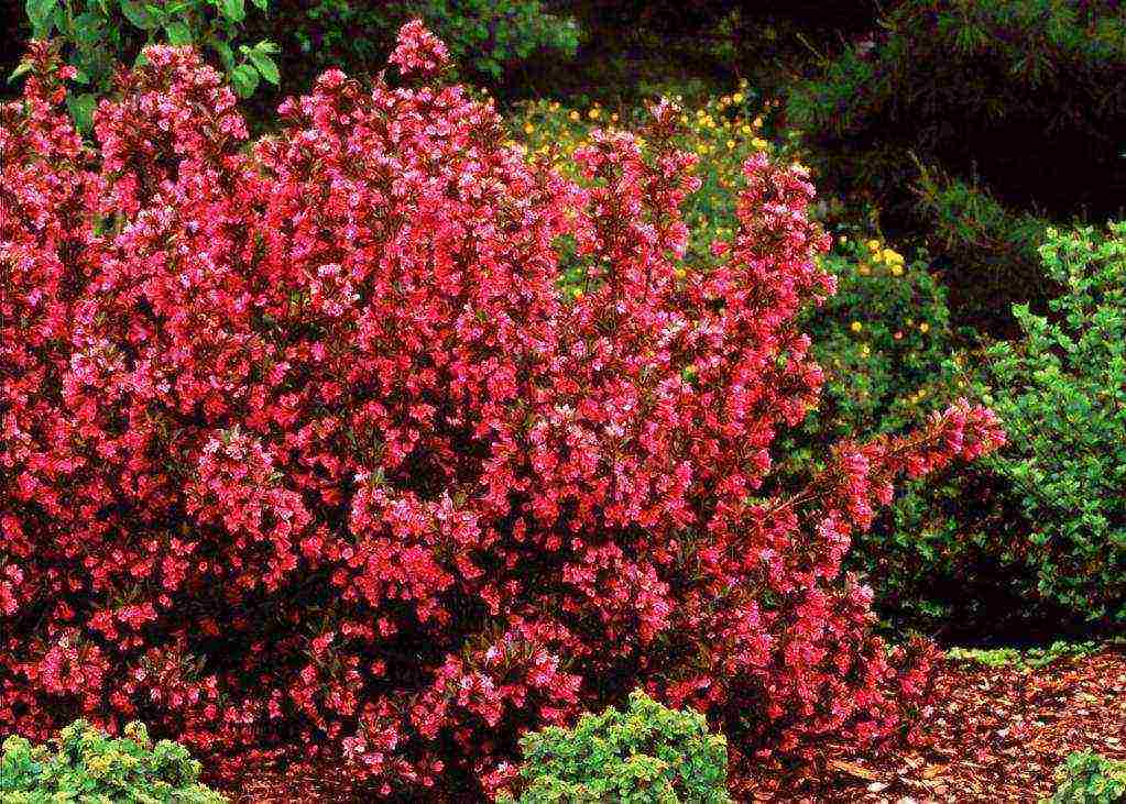 weigela red prince planting and care in the open field