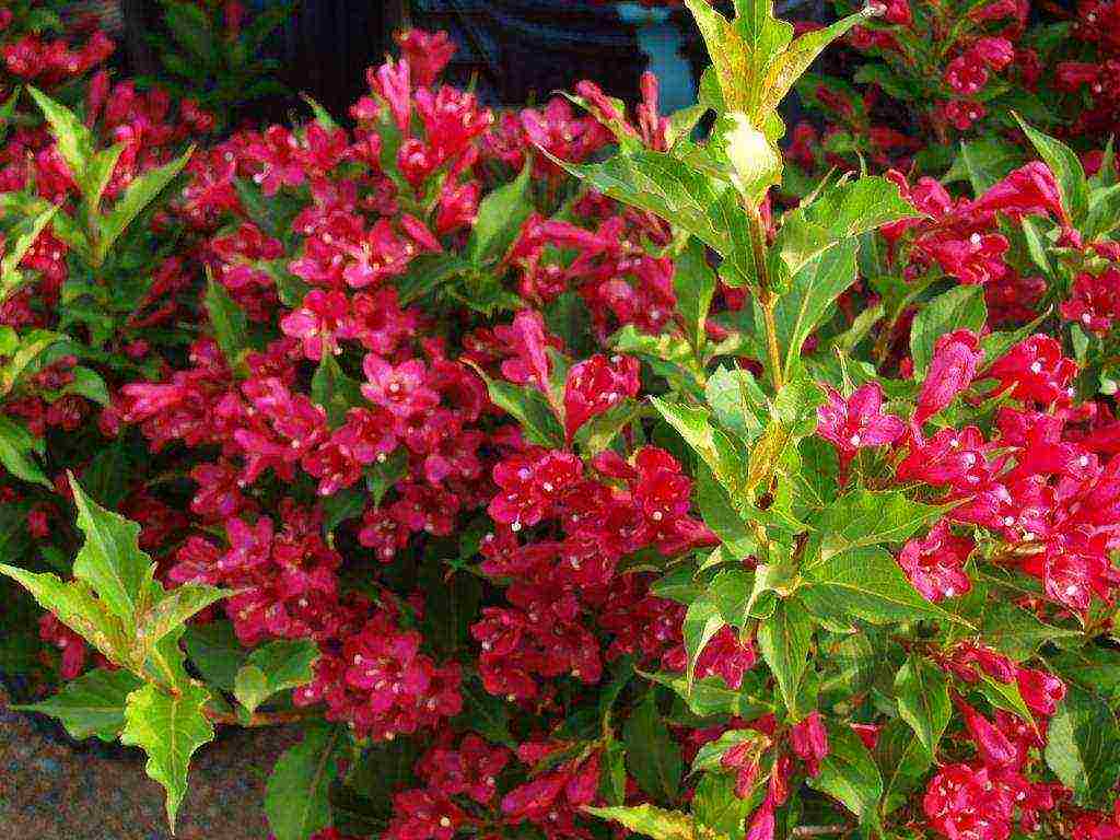 weigela เจ้าชายแดง ปลูกและดูแลในทุ่งโล่ง