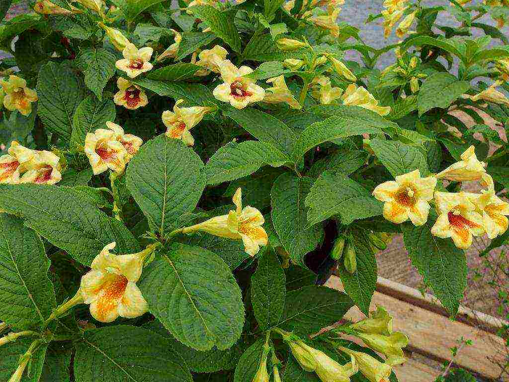 weigela red prince planting and care in the open field