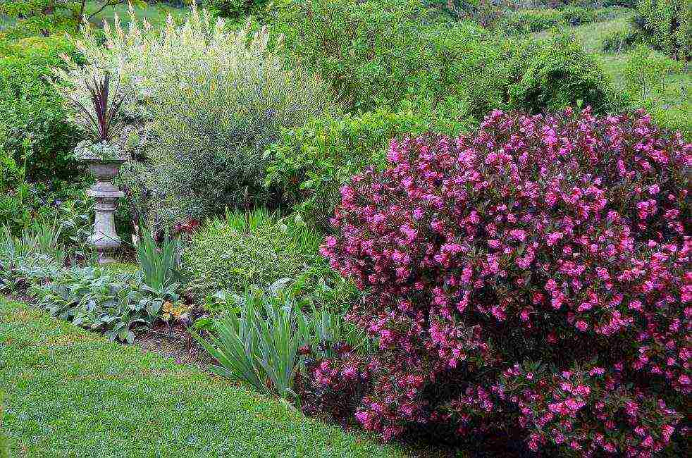 weigela red prince planting and care in the open field