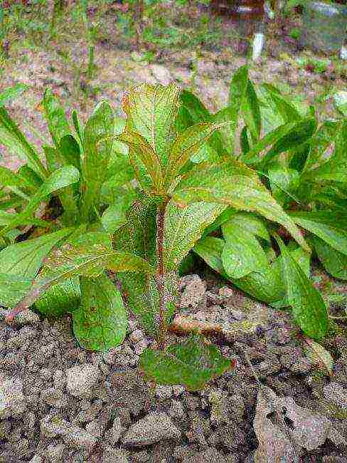 weigela pulang prinsipe na nagtatanim at nagmamalasakit sa bukas na bukid