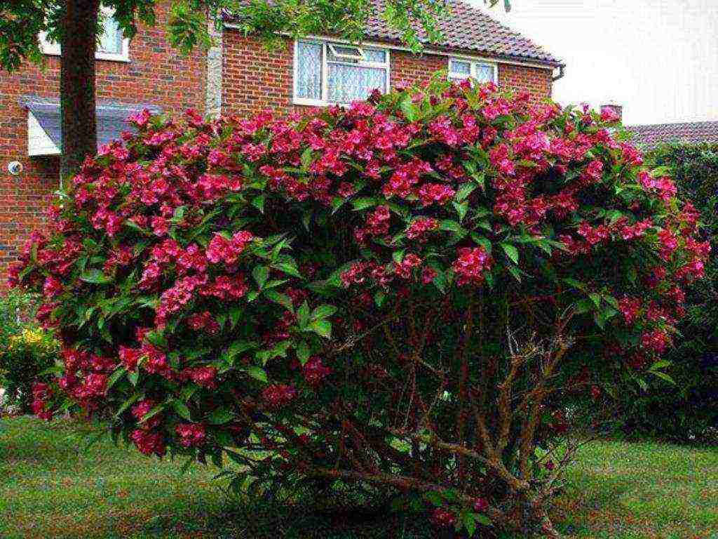 weigela ruby ​​star planting and care in the open field