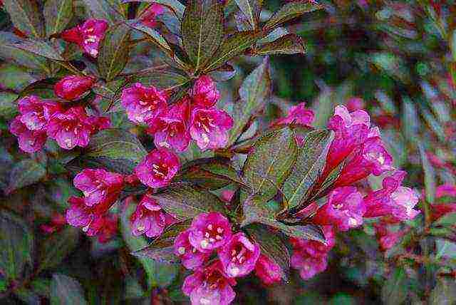 weigela ruby ​​star planting and care in the open field