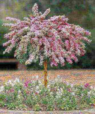 weigela ruby ​​star planting and care in the open field