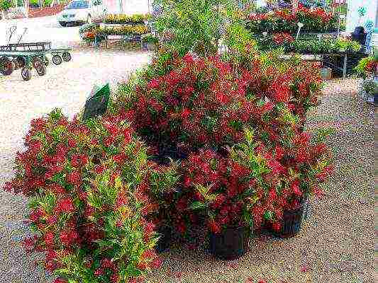 weigela ruby ​​star การปลูกและดูแลในทุ่งโล่ง