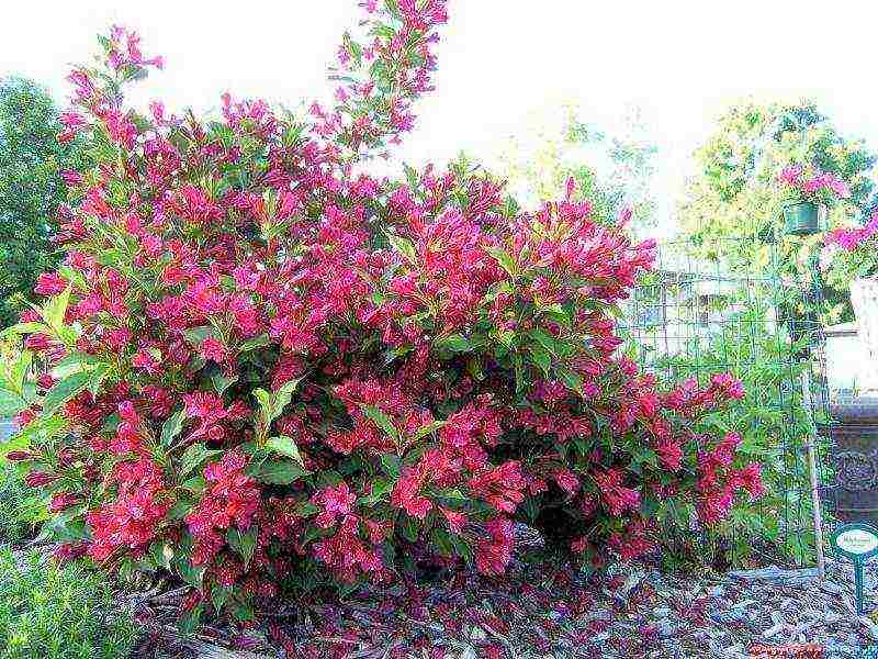 weigela ruby ​​star planting and care in the open field