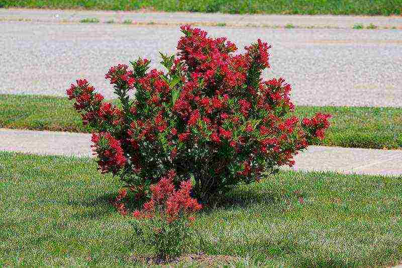 weigela ruby ​​star planting and care in the open field