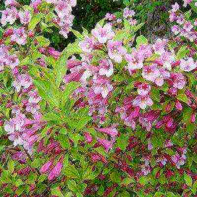 weigela ruby ​​star planting and care in the open field