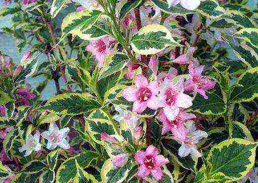 weigela ruby ​​star planting and care in the open field