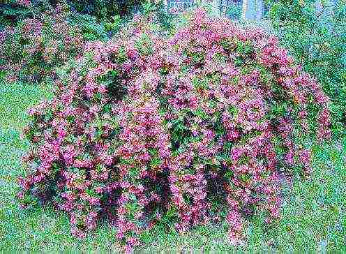 weigela ruby ​​star planting and care in the open field