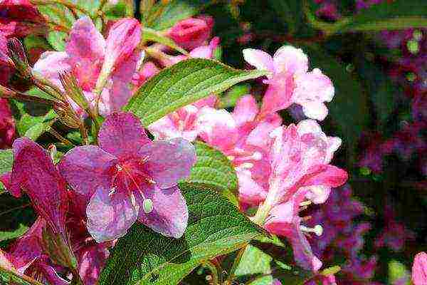 weigela ruby ​​star planting and care in the open field