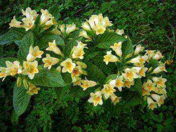 weigela ruby ​​star planting and care in the open field