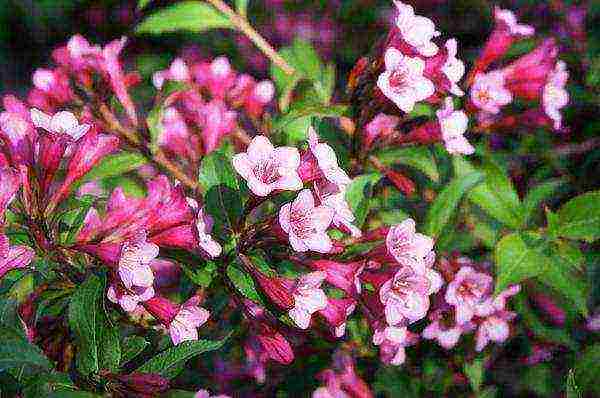 weigela ruby ​​star planting and care in the open field