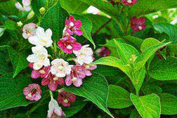 weigela ruby ​​star planting and care in the open field