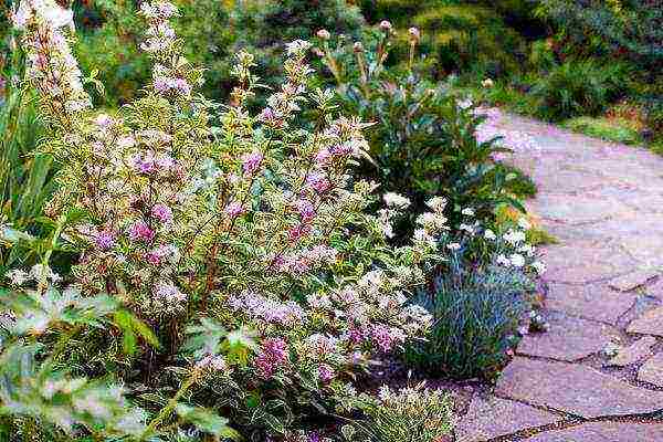 weigela ruby ​​star planting and care in the open field