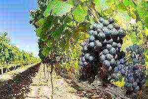 grapes are the best varieties of uncovered