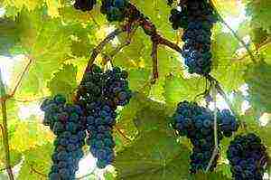 grapes are the best varieties of uncovered