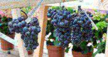 grapes are the best varieties of uncovered