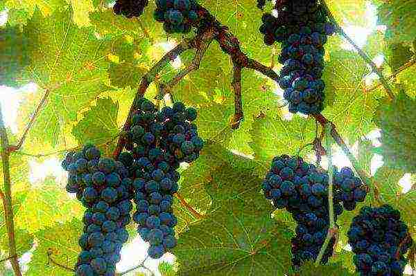 grapes are the best varieties of uncovered