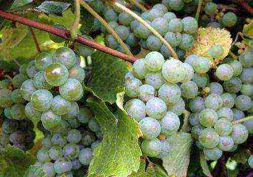 grapes are the best varieties of uncovered