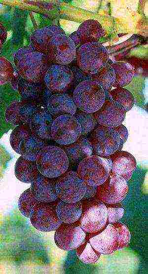 grapes are the best varieties of uncovered