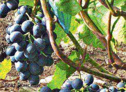 grape planting and care in the open field for beginners