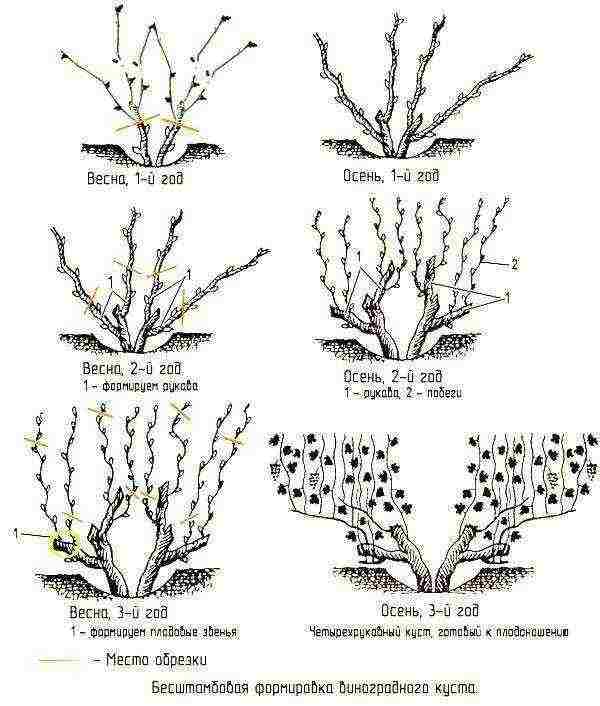 grape planting and care in the open field for beginners