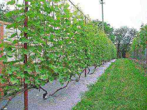grape planting and care in the open field for beginners