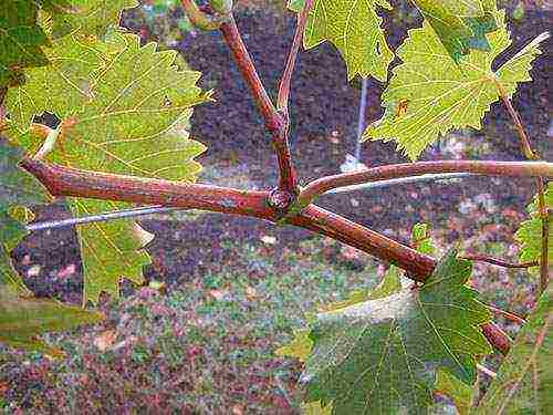 grape planting and care in the open field for beginners