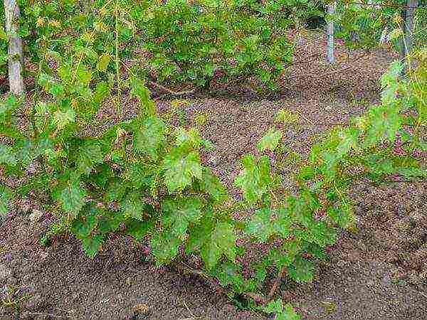 grape planting and care in the open field for beginners