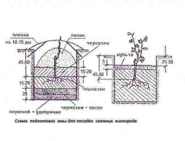 grape planting and care in the open field for beginners