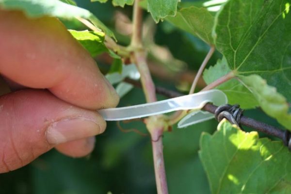 grape planting and care in the open field for beginners